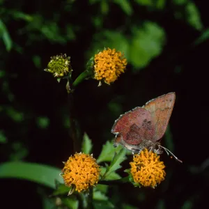 Western Elfin on Bidens pilosa, Tunnel Road, Santa Barbara County