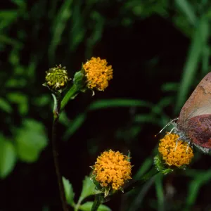 Western Elfin on Bidens pilosa, Tunnel Road, Santa Barbara County