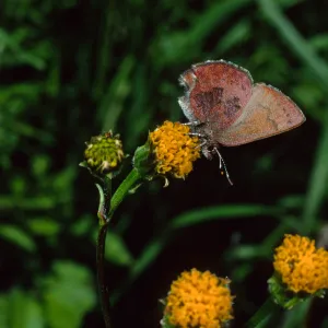 Western Elfin on Bidens pilosa, Tunnel Road, Santa Barbara County