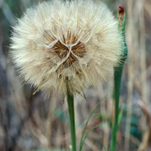 Tragapogon porrifolius, 1140 Tunnel Road, Santa Barbara County