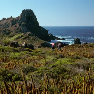 Bergerocactus, South end, South Todos Santos Islands