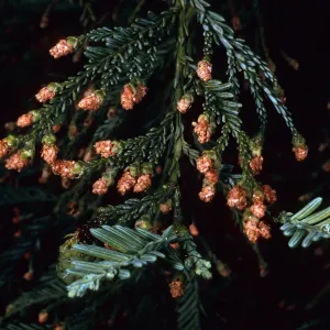 Rancho Santa Ana Botanic Garden