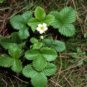 Fragaria vesca, Jualachichi Summit, Santa Barbara County