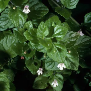 Satureja douglasii, La Purissima Mission, parking lot, Lompoc, Santa Barbara County