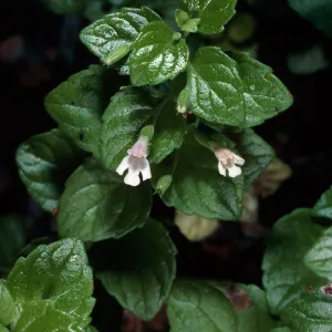Satureja douglasii, La Purissima Mission, parking lot, Lompoc, Santa Barbara County