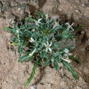 Langloisia, Box Canyon, Riverside County