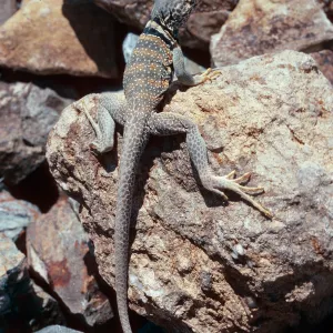 collared lizard, picnic ground 0.4 mile, west of Wildrose Spring, Panamint Mountains, Death Valley