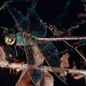 dragonfly on Haplopappus, Steckel County Park, Ventura County