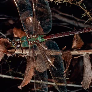 dragonfly on Haplopappus, Steckel County Park, Ventura County