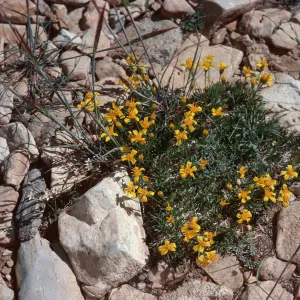 Haplopappus acaulis, Schulman Grove, White Mountains