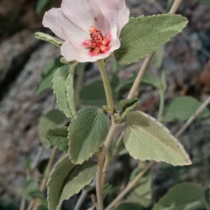 Hibiscus denudatus, Borrego Palm Canyon, Borrego Springs