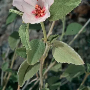 Hibiscus denudatus, Borrego Palm Canyon, Borrego Springs
