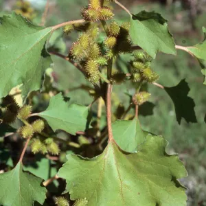 Xanthium strumarium, Santa Ynez River, Santa Barbara County