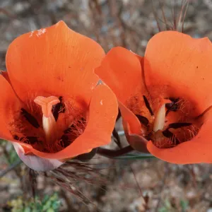 Calochortus kennedyi, Highway 18, East of Highway 138, San Bernardino County