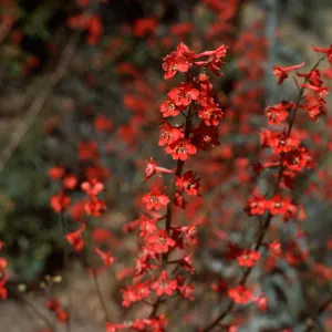 Delphinium cardinale, Rose Valley Falls