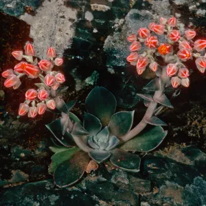 Dudleya cymosa subspecies minor, Rose Valley Falls, Los Padres National Forest, Ventura County