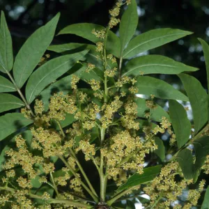 Schinus terebinthifolius, University of California Santa Barbara