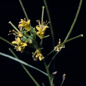 Sisymbrium irio, Collection No. 2206, Sage Hens Ranch, Elevation 1000 feet, Victorville, San Bernardino County