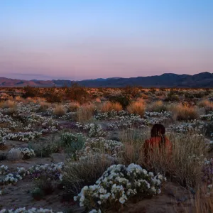 desert landscape, 15 miles East of 29 Palms, San Bernardino County