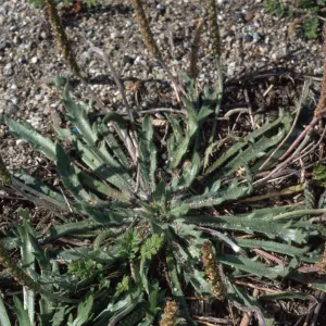 Plantago coronopus 