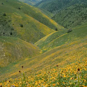 Wildflowers, Caliente Mountains