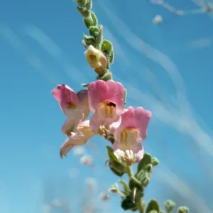 Antirrhinum ovatum, Caliente Ridge