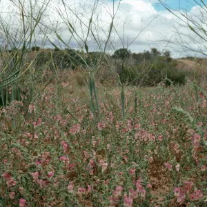 Antirrhinum ovatum, Caliente Ridge
