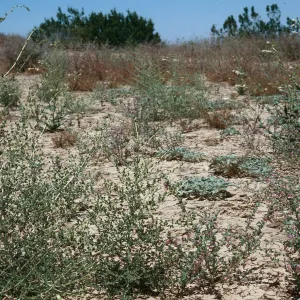 Antirrhinum ovatum, Caliente Ridge