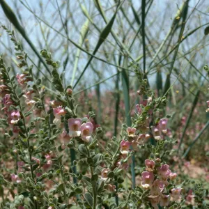 Antirrhinum ovatum, Caliente Ridge