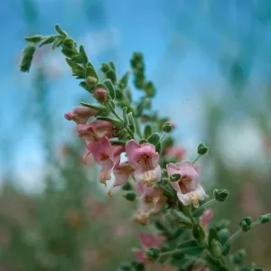 Antirrhinum ovatum, Caliente Ridge