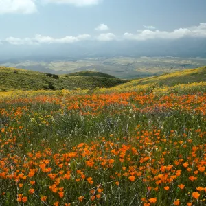 Wildflowers, Caliente Mountains