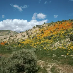 Wildflowers, Temblor Range