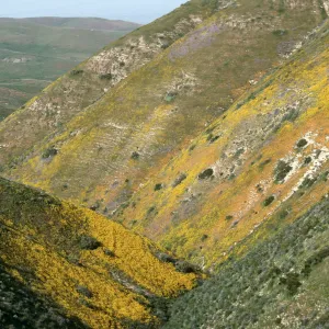 Wildflowers, Crocker Grade, East side Temblor Mountains