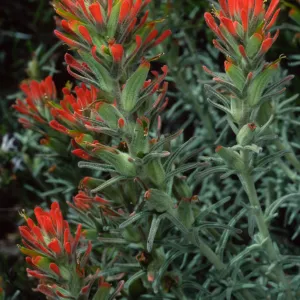 Castilleja foliolosa, Santa Catalina Island