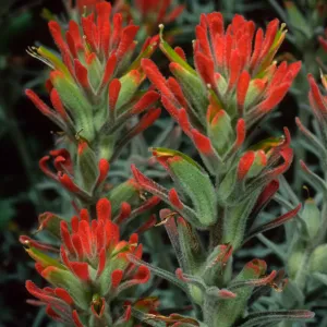 Castilleja foliolosa, Santa Catalina Island