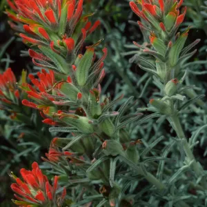 Castilleja foliolosa, Santa Catalina Island
