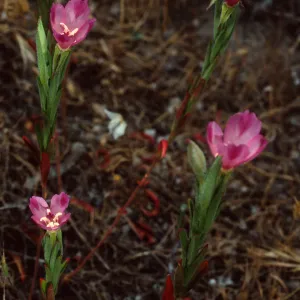Clarkia, Santa Catalina Island