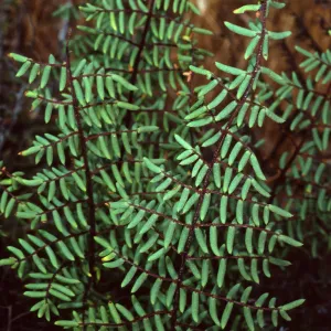 Pellaea mucronata, Santa Catalina Island