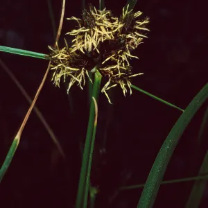 Scirpus maritimus, Little Harbor, Santa Catalina Island