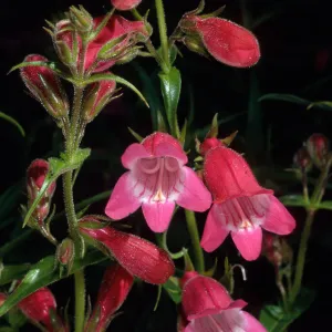 Penstemon, Santa Barbara Botanic Garden