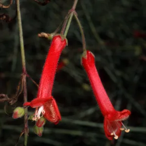 Gambelia juncea, Santa Barbara Botanic Garden