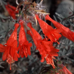 Zauschneria californica, Santa Barbara Botanic Garden
