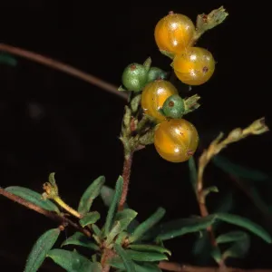 Lonicera subspicata, Santa Barbara Botanic Garden