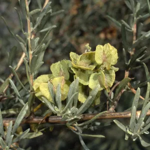 Atriplex polycarpa, Santa Barbara Botanic Garden