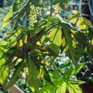 Acer, Santa Barbara Botanic Garden