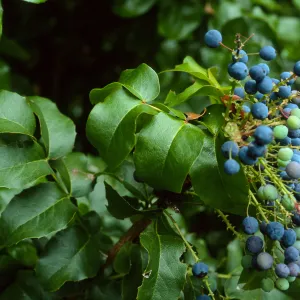 Berberis pinnata insularis, Arroyo Section, Santa Barbara Botanc Garden