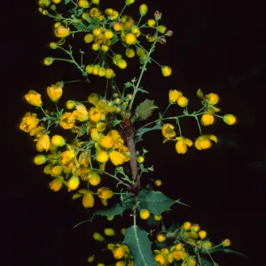 Berberis nevinii, Santa Barbara Botanc Garden