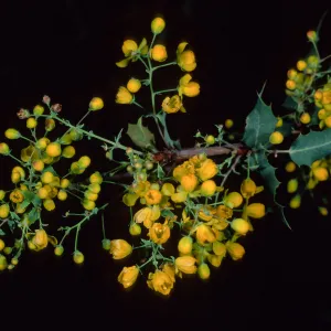 Berberis nevinii, Santa Barbara Botanc Garden