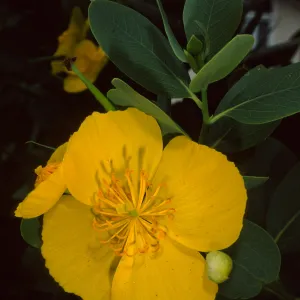 Dendromecon harfordii, Santa Barbara Botanic Garden