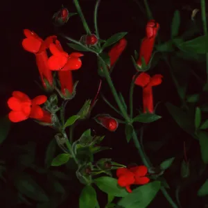Gambelia speciosa, Santa Barbara Botanic Garden